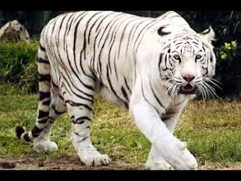 animales en peligro de extincion 16 - YouTube