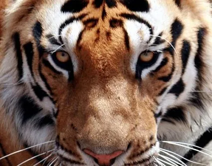 Animales en Peligro de Extincion en Honduras: Tigre de Bengala