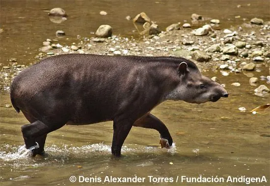 Animales en peligro de extinción en Venezuela: La Danta