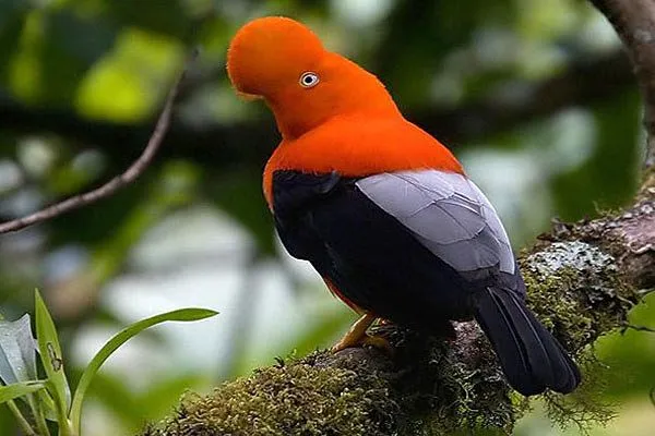 Animales del Perú de la selva - Imagui