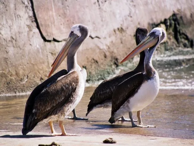 Animales de la costa peruana - Imagui
