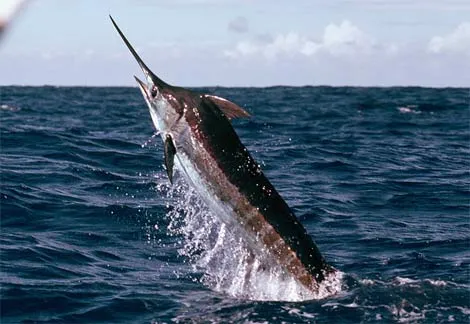Animales en el Planeta: El pez espada (Xiphias gladius)