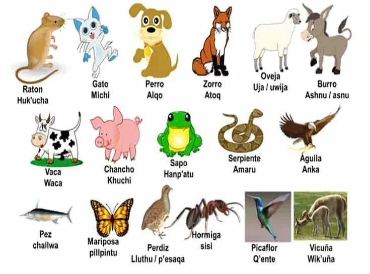LOS ANIMALES EN QUECHUA Y SUS NOMBRES -En idioma quechua | Nombres de  animales, Animales, Cultura quechua
