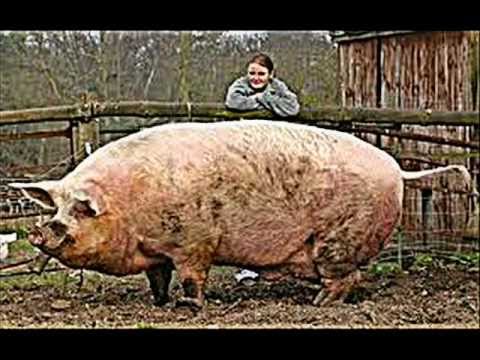 Animales raros y gigantes-Strange animals and gigants - YouTube
