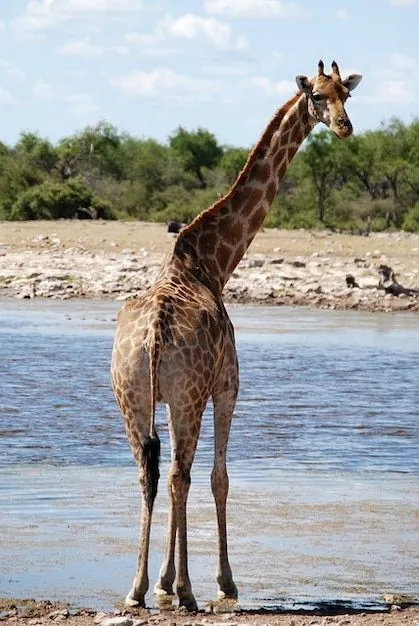 animales safari movimiento abrevadero áfrica jirafa | Descargar ...