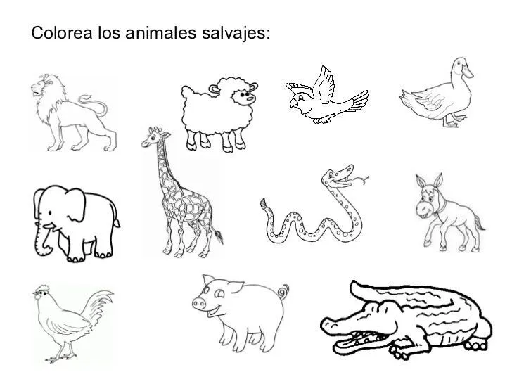 Animales salvajes y domesticos para colorear en inglés - Imagui