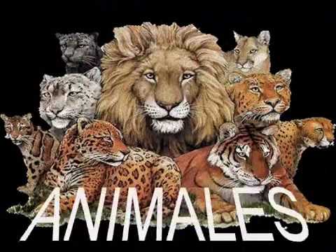 ANIMALES SALVAJES Y DOMESTICOS.wmv - YouTube