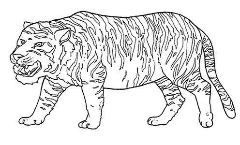 Dibujos colorear animales salvajes - Imagui