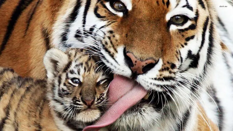 ANIMALES SALVAJES on Pinterest | Animales, Google and Tigers