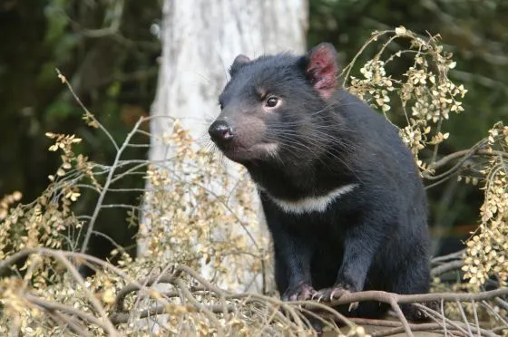 animales de tasmania australia: Esos animales tan extraños | El ...