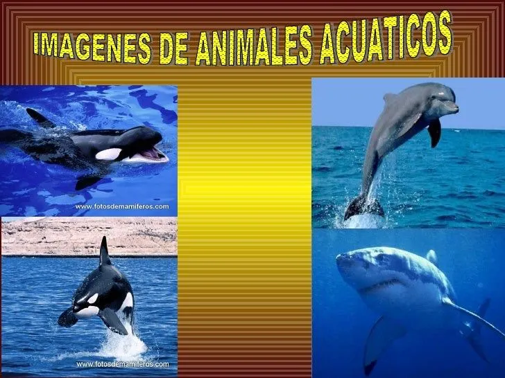 Animales terrestres y acuáticos a.rivera, m. rodriguez