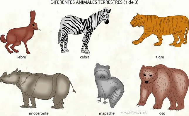 Nombres de animales terrestres - Imagui