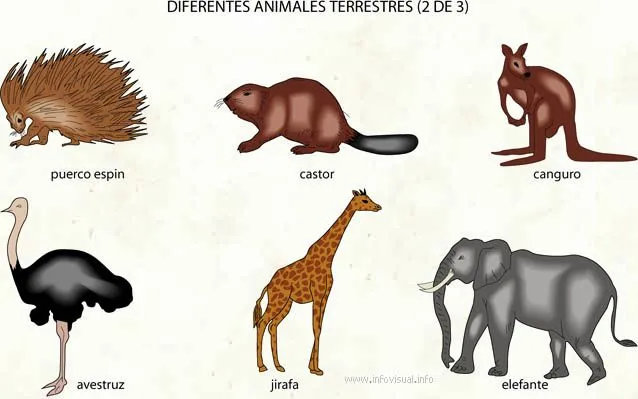 animales terrestres. | diversidad de animales.