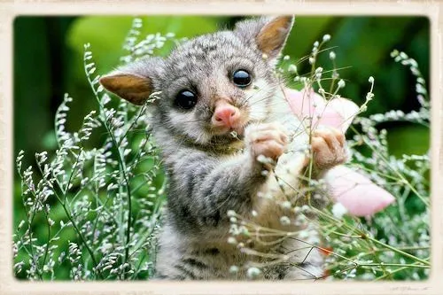 Animales muy tiernos y a la vez muy divertidos Animales muy tiernos y a la vez muy divertidos