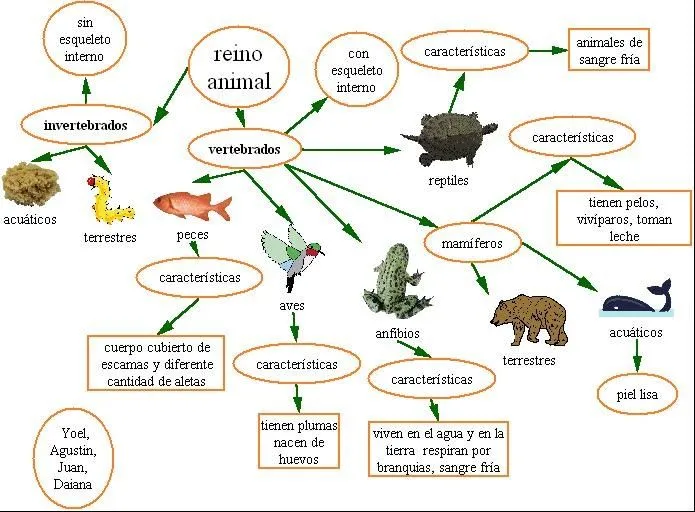 Animales vertebrado e invertebrados para colorear - Imagui ...