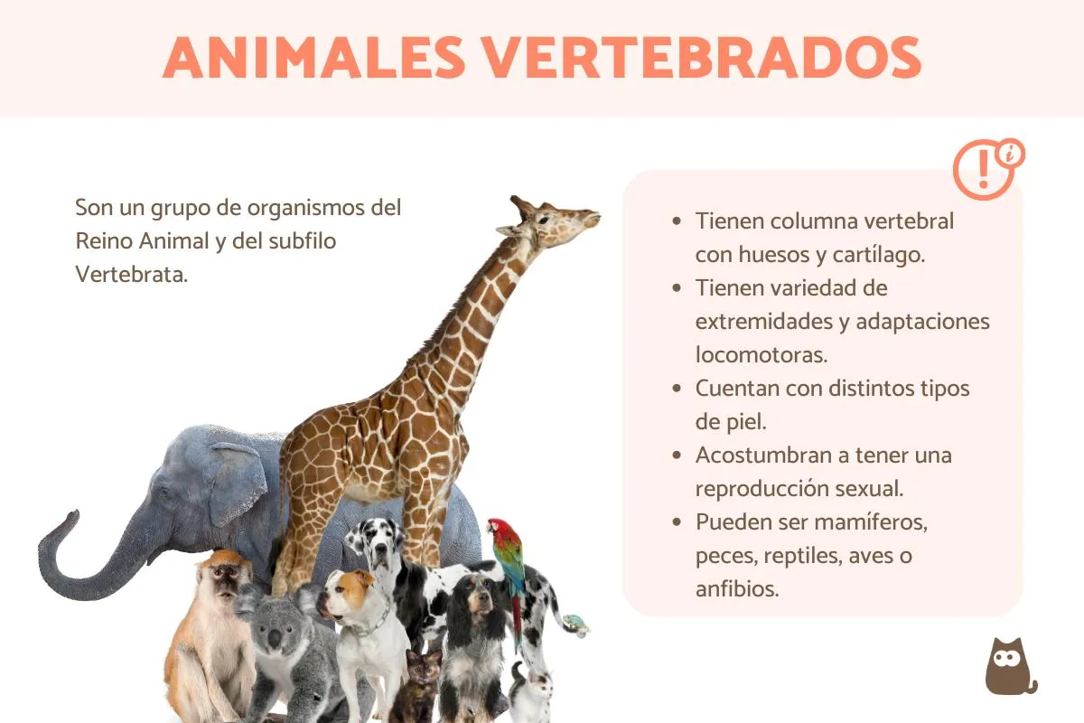 Animales vertebrados - Ejemplos, características y clasificación
