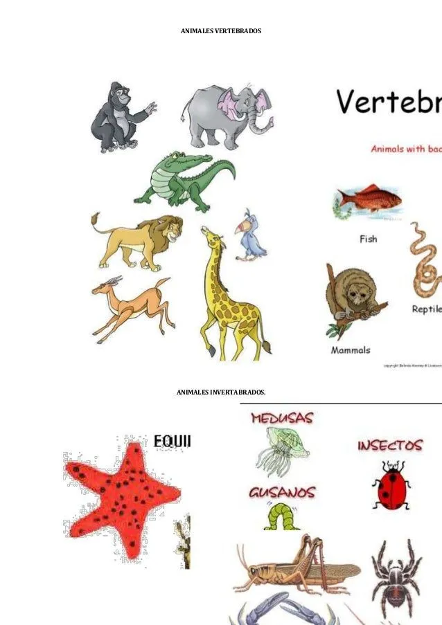 Animales vertebrados e invertebrados.