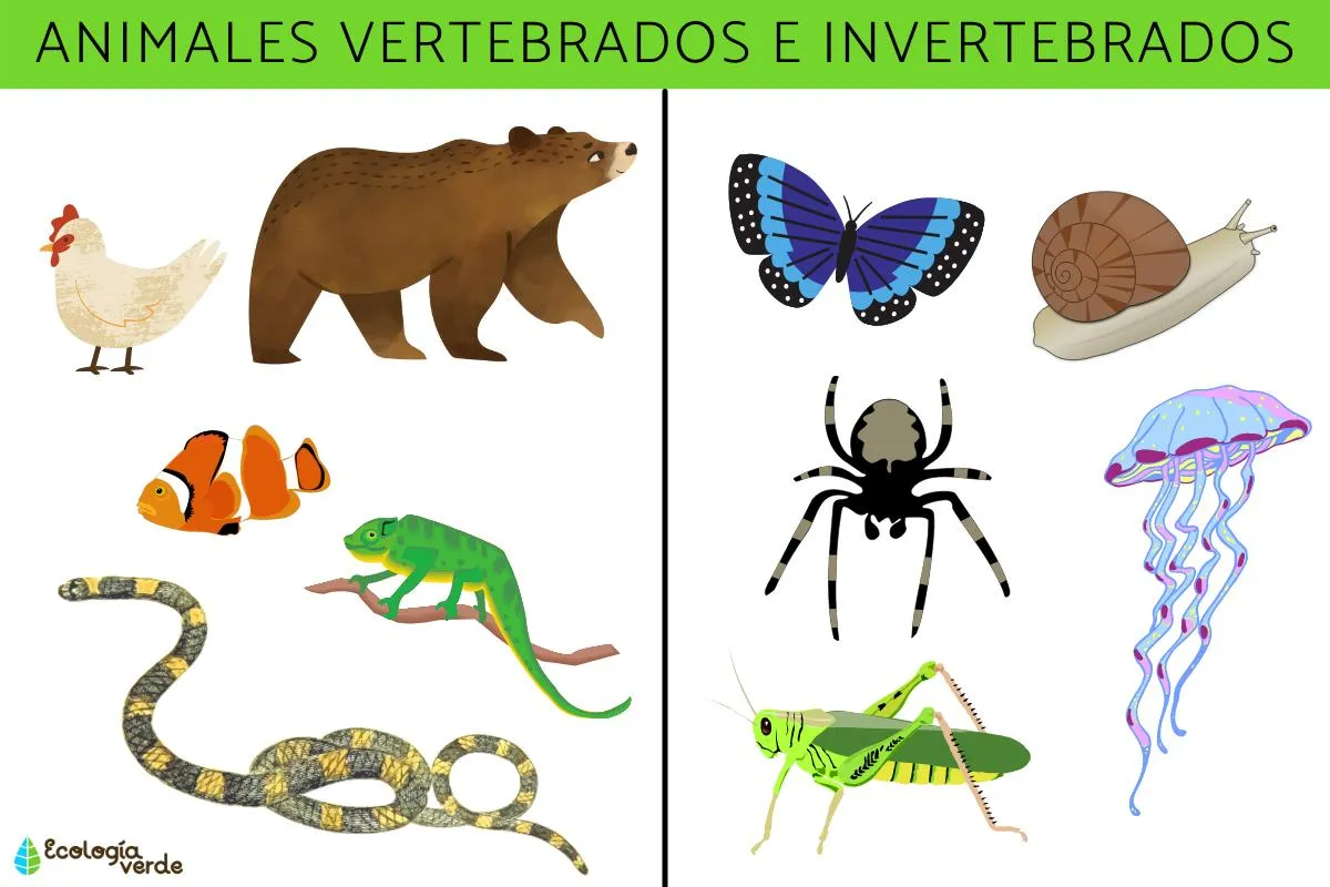 Animales vertebrados e invertebrados: características, ejemplos y  diferencias - Resumen