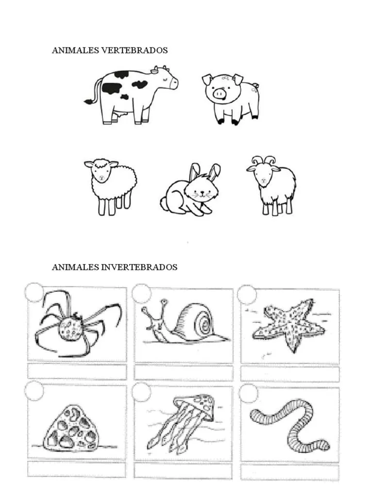 ANIMALES VERTEBRADOS Invertebrados Colorear | PDF