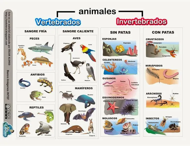 Animales vertebrados e invertebrados | Conocimiento del medio ...