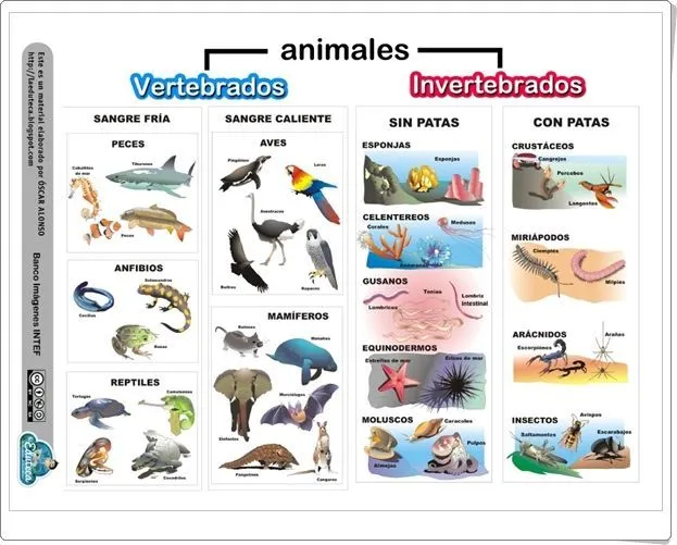 Animales vertebrados e invertebrados" es una magnífica infografía ...