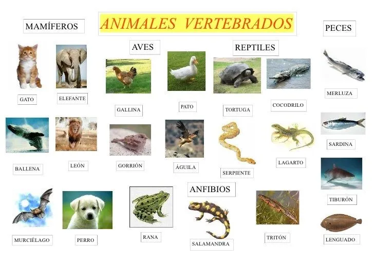 Lista animales vertebrados - Imagui