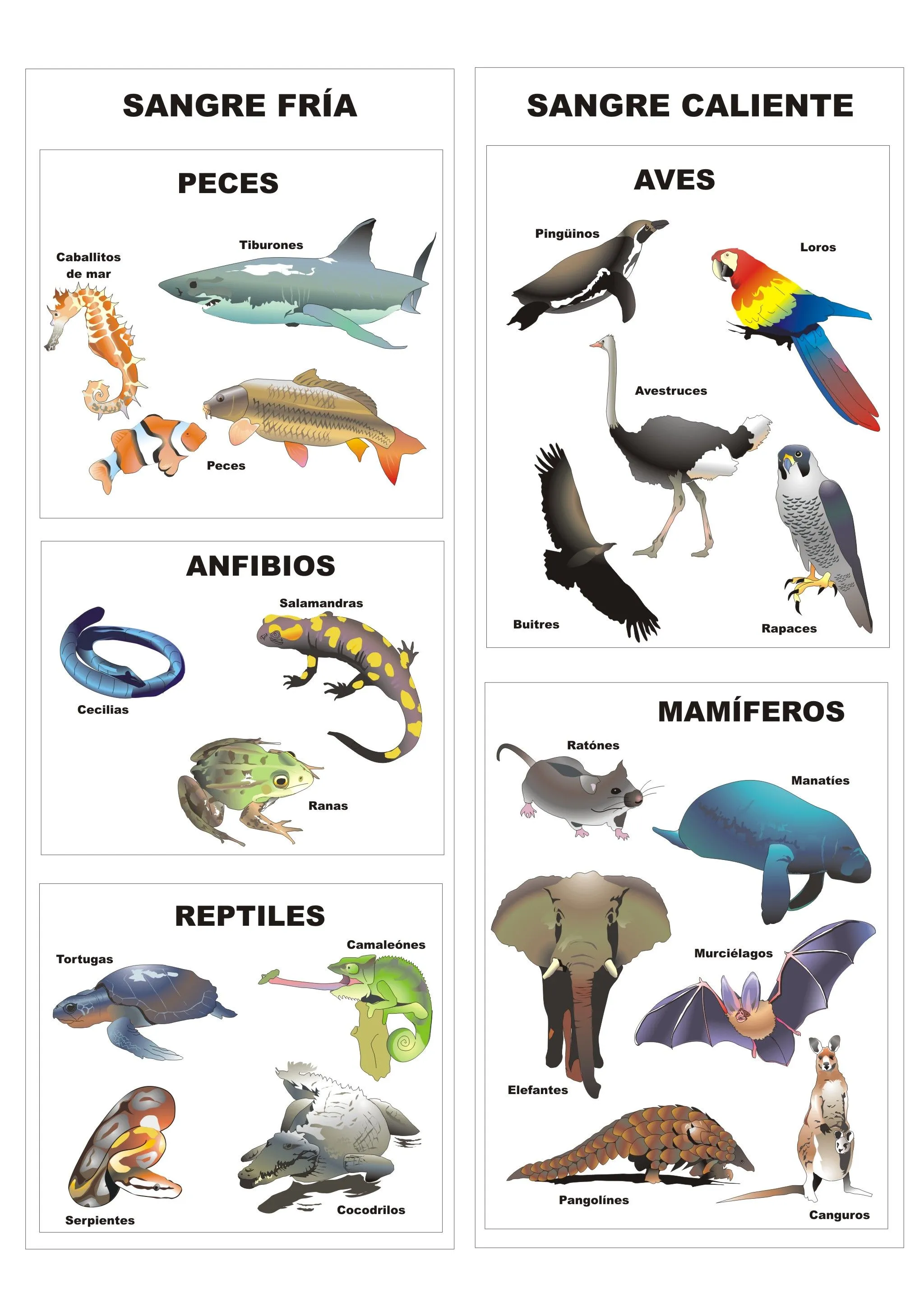 Animales vertebrados | Proyecto Educere