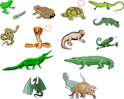 Animales Vertebrados: Reptiles