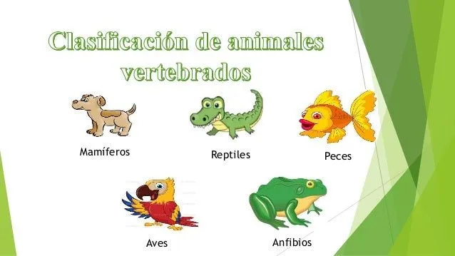 animales-vertebrados-teora-4- ...