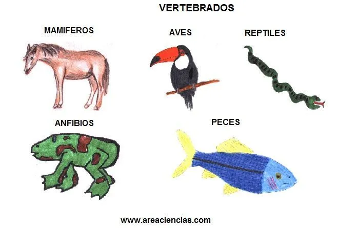 Los Animales Vertebrados Que son Tipos y Características
