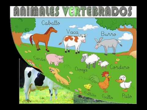 LOS ANIMALES VERTEBRADOS - YouTube