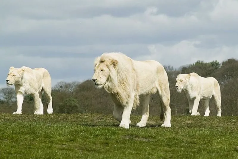 Animales en vídeo Enfrentamiento entre leones y leopardos ...