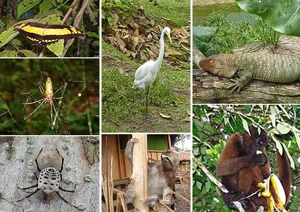 Animales que viven en el bosque - Imagui