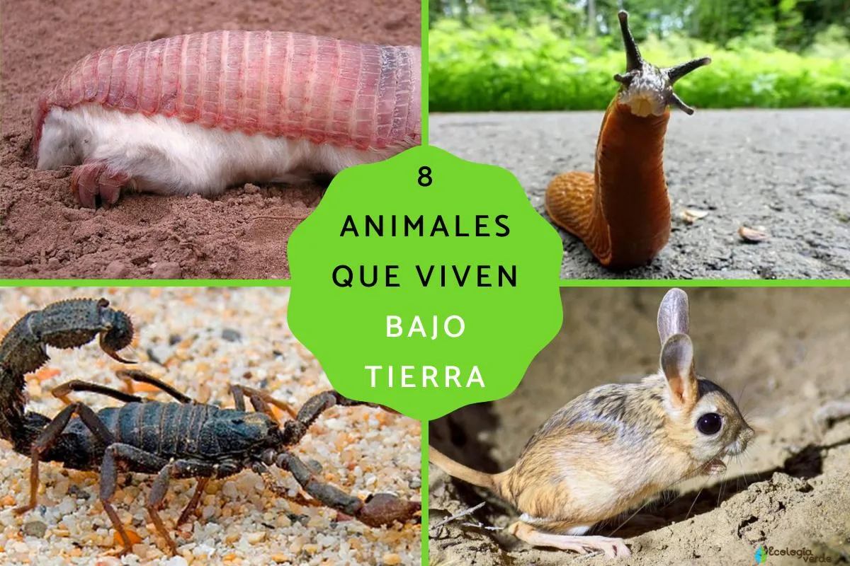 8 animales que viven bajo tierra - Nombres, características y fotos