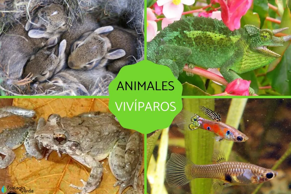 Animales vivíparos: qué son, características y ejemplos - Resumen