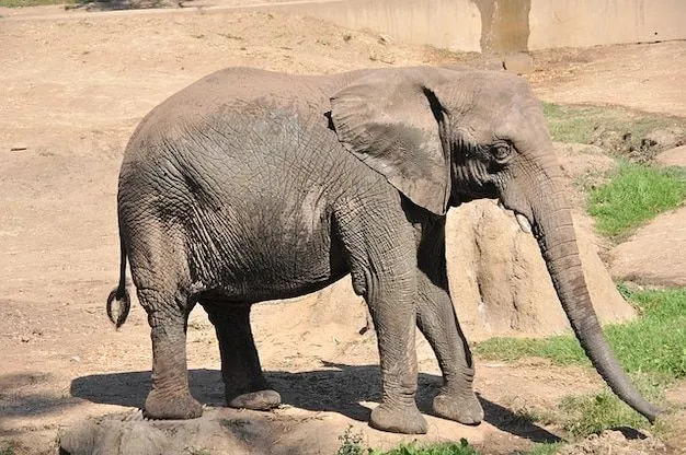 Bebé animales áfrica zoológico elefante elefantes | Descargar ...