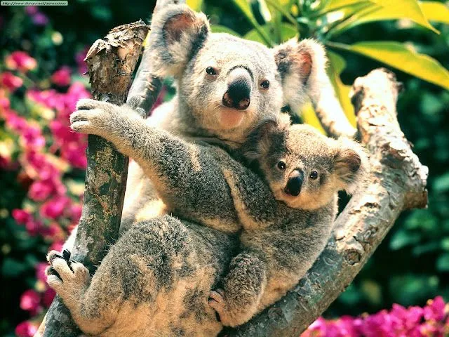 Animalia 2.0: Los koalas