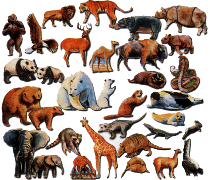Clasificación de los animales : Animales vertebrados
