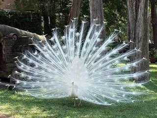 Si ya los animalitos estos son bonitos y curiosos, éste para qué ...