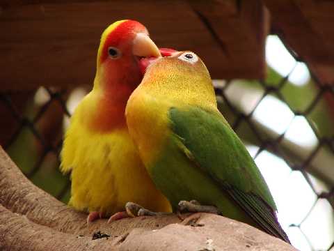 Imagenes de aves enamoradas - Imagui
