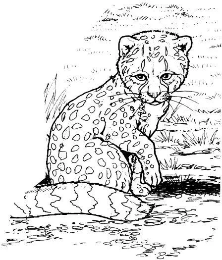 Animals Coloring Pages on Pinterest | Coloring Pages, Coloring and ...