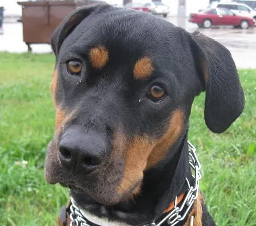 rottweiler pitbull mix. Face of a pit, markings of a rotty :) | I ...