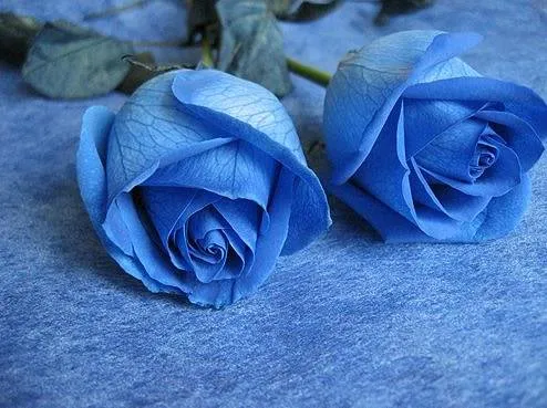 Rosas azules naturales wallpaper - Imagui