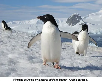 En la Antártida hay cinco especies de pingüinos” | EL LIBREPENSADOR