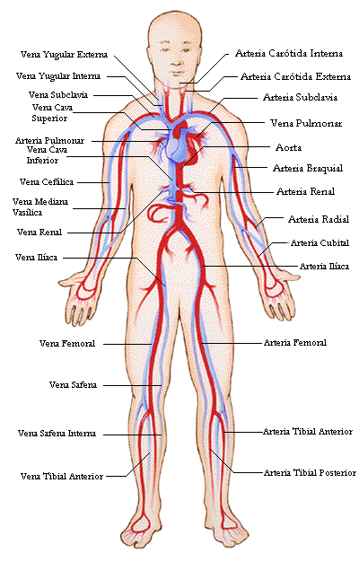 Sistema circulatorio para colorear - Imagui