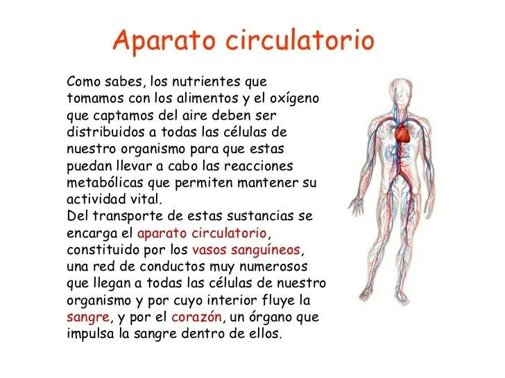 Resumen sistema circulatorio para niños - Imagui