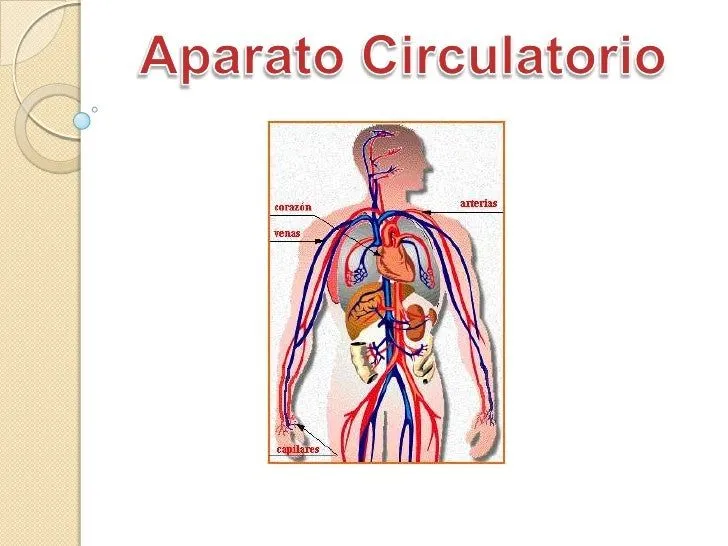 Aparato Circulatorio (Guia Practica)