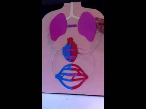 Como hacer una maqueta del sistema circulatorio funcional - Imagui