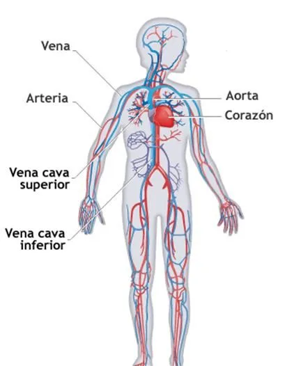 Imagenes sistema circulatorio humano para niños - Imagui
