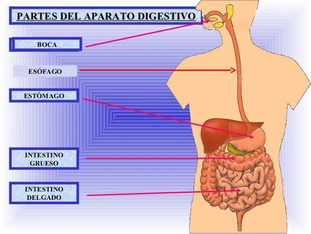 Aparato digestivo- 2º primaria